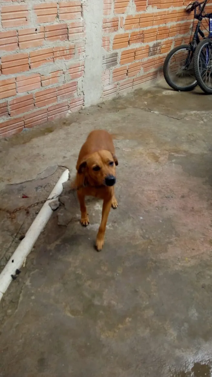 Cachorro ra a Mistura de labrador idade 6 ou mais anos nome Calebe