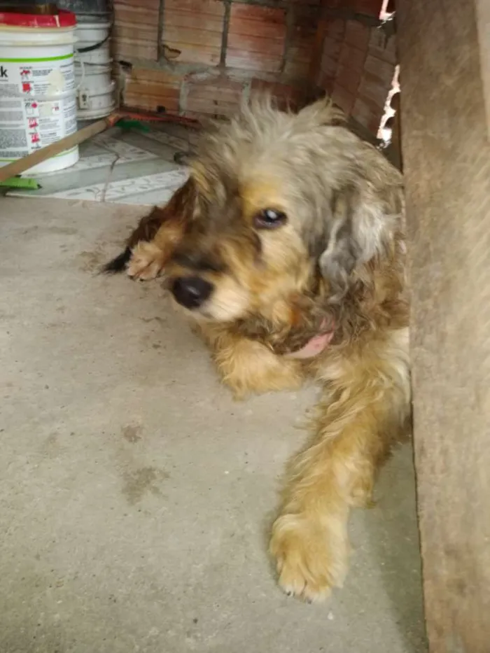 Cachorro raça  idade 1 ano nome Keka e Thuga