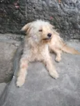 Keka e Thuga