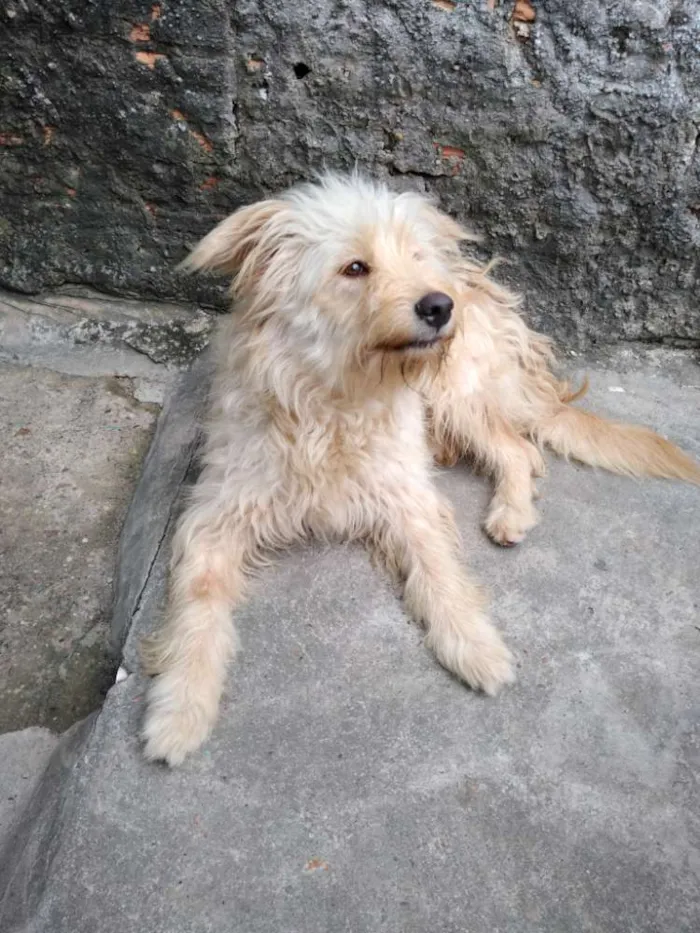 Cachorro raça  idade 1 ano nome Keka e Thuga