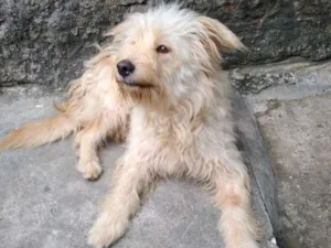 Cachorro raça  idade 1 ano nome Keka e Thuga