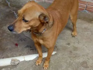 Cachorro raça Mistura de labrador idade 6 ou mais anos nome Calebe