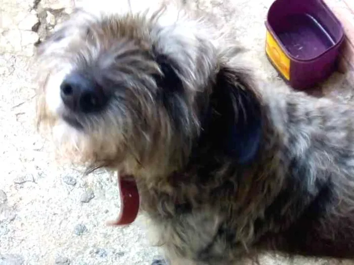 Cachorro ra a Não definido idade 4 anos nome Iazao