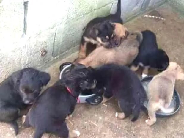 Cachorro ra a Rottweiler com pitbull mistura idade Abaixo de 2 meses nome Sem nomes