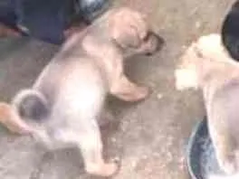 Cachorro ra a Rottweiler com pitbull mistura idade Abaixo de 2 meses nome Sem nomes