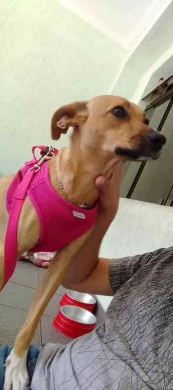 Cachorro ra a Vira lata idade 1 ano nome Nina