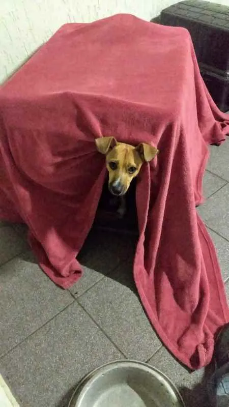 Cachorro ra a Vira lata idade 1 ano nome Nina