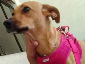 Cachorro raça Vira lata idade 1 ano nome Nina
