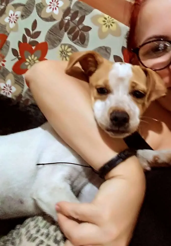 Cachorro ra a Srd idade 2 a 6 meses nome Shayla