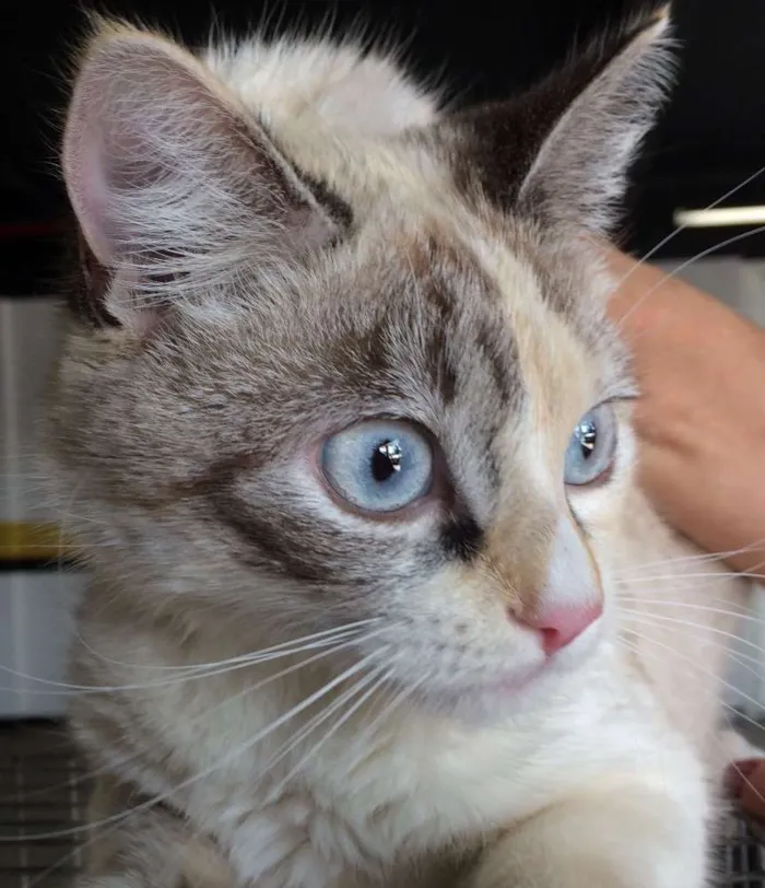 Gato ra a SRD idade 2 a 6 meses nome Clarinha 