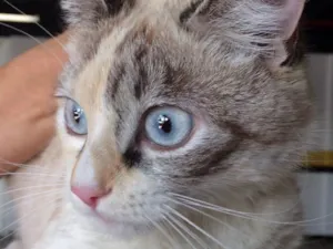 Gato raça SRD idade 2 a 6 meses nome Clarinha 