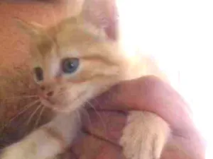 Gato raça SRD idade Abaixo de 2 meses nome Virgulino, Zico e Pi
