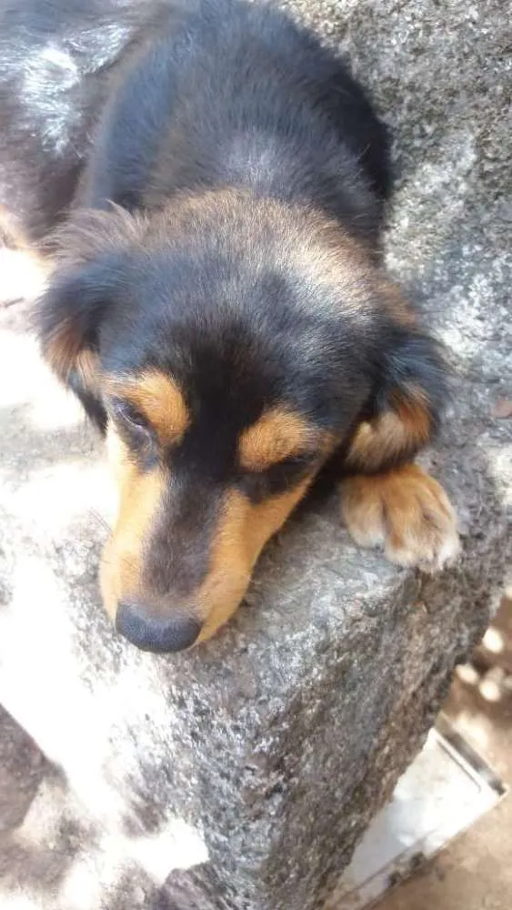 Cachorro raça SEM RAÇA idade 1 ano nome sem nome*