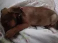 Bolinha