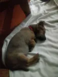 Bolinha