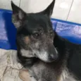 Banguela