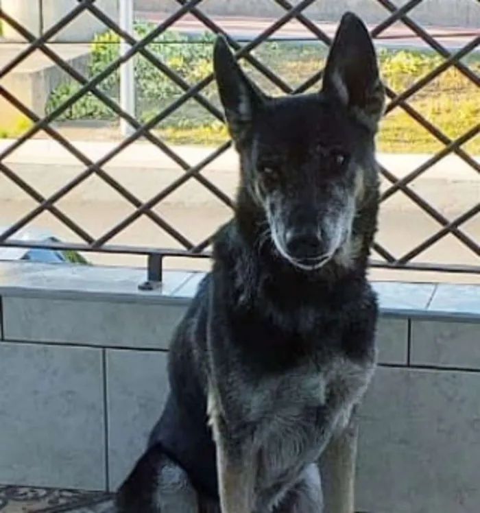 Cachorro ra a Srd idade 6 ou mais anos nome Banguela 