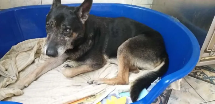 Cachorro ra a Srd idade 6 ou mais anos nome Banguela 