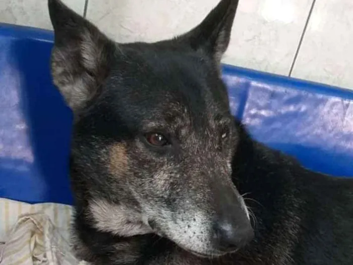 Cachorro ra a Srd idade 6 ou mais anos nome Banguela 
