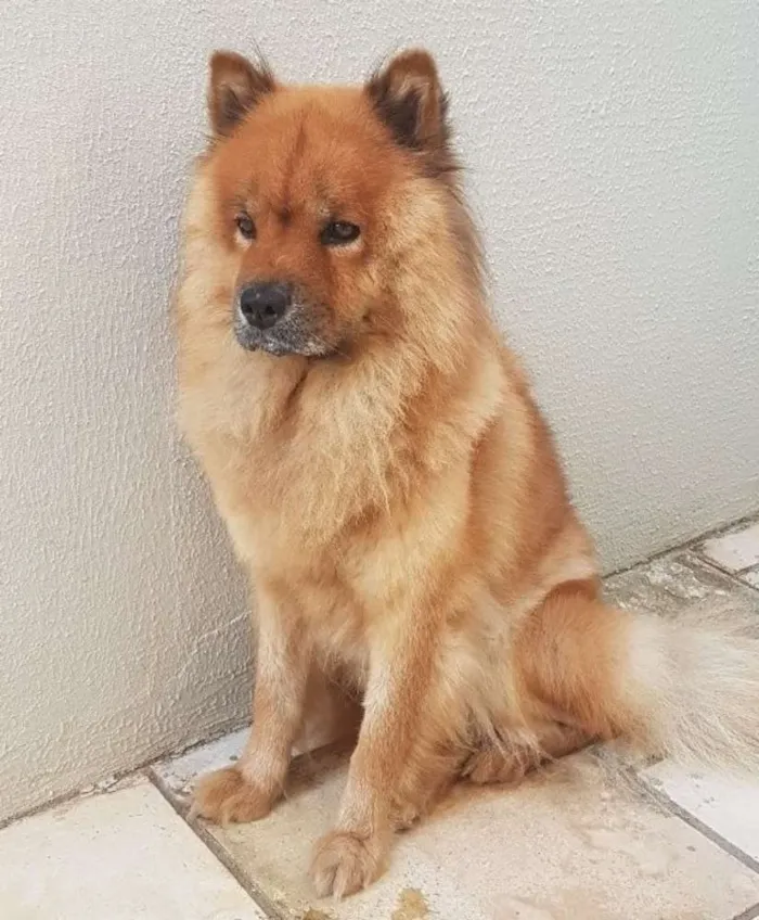 Cachorro ra a Chow chow idade 6 ou mais anos nome Rhanna