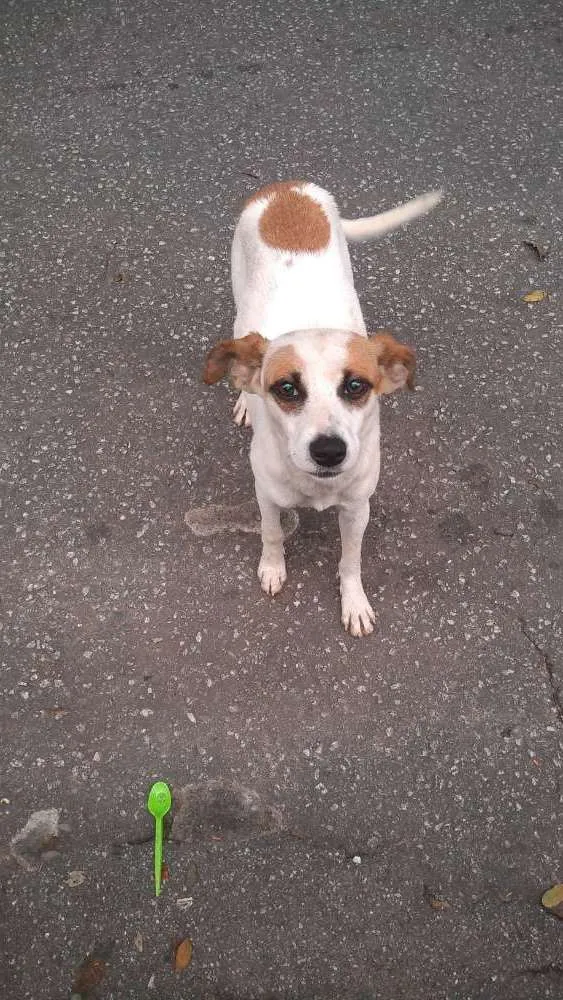 Cachorro ra a vira lata idade 7 a 11 meses nome branquinha
