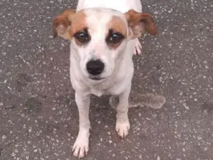 Cachorro raça vira lata idade 7 a 11 meses nome branquinha