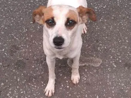 Cachorro ra a vira lata idade 7 a 11 meses nome branquinha