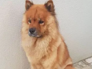 Cachorro raça Chow chow idade 6 ou mais anos nome Rhanna