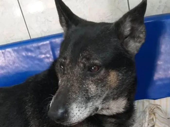 Cachorro ra a Srd idade 6 ou mais anos nome Banguela 
