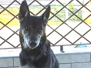 Cachorro raça Srd idade 6 ou mais anos nome Banguela 