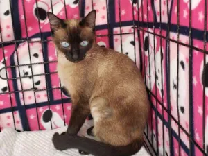 Gato raça SRD, "sialata" idade 7 a 11 meses nome Chanel