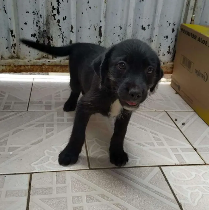 Cachorro ra a SRD idade 2 a 6 meses nome Pérola