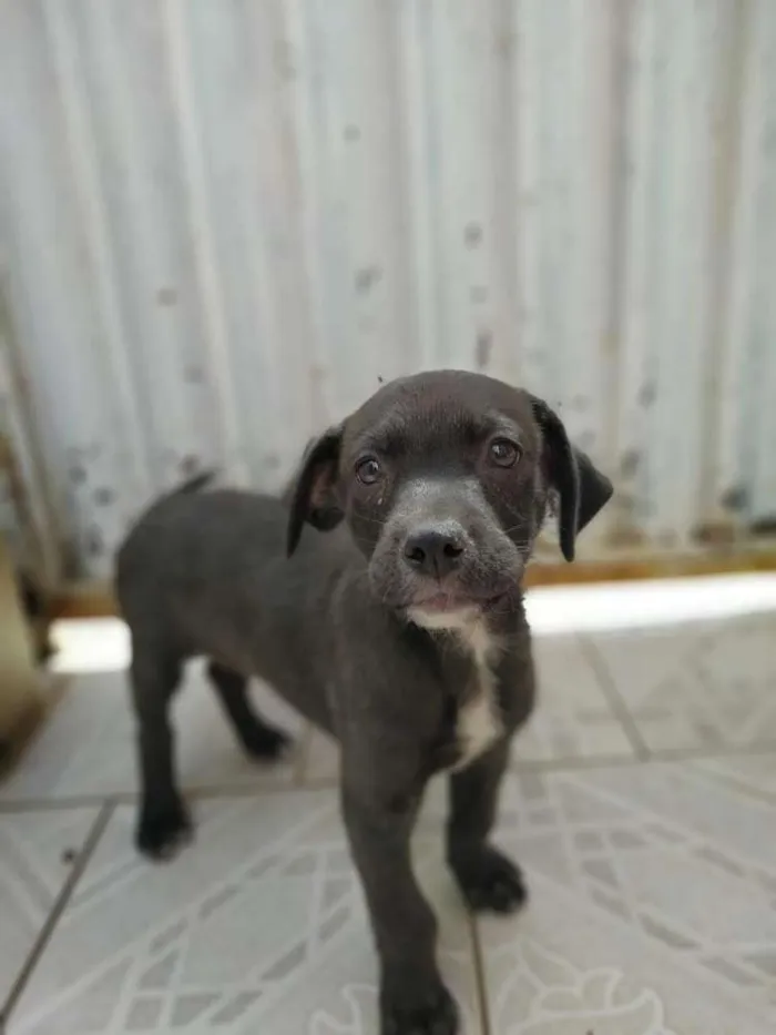 Cachorro ra a SRD idade 2 a 6 meses nome Moreno