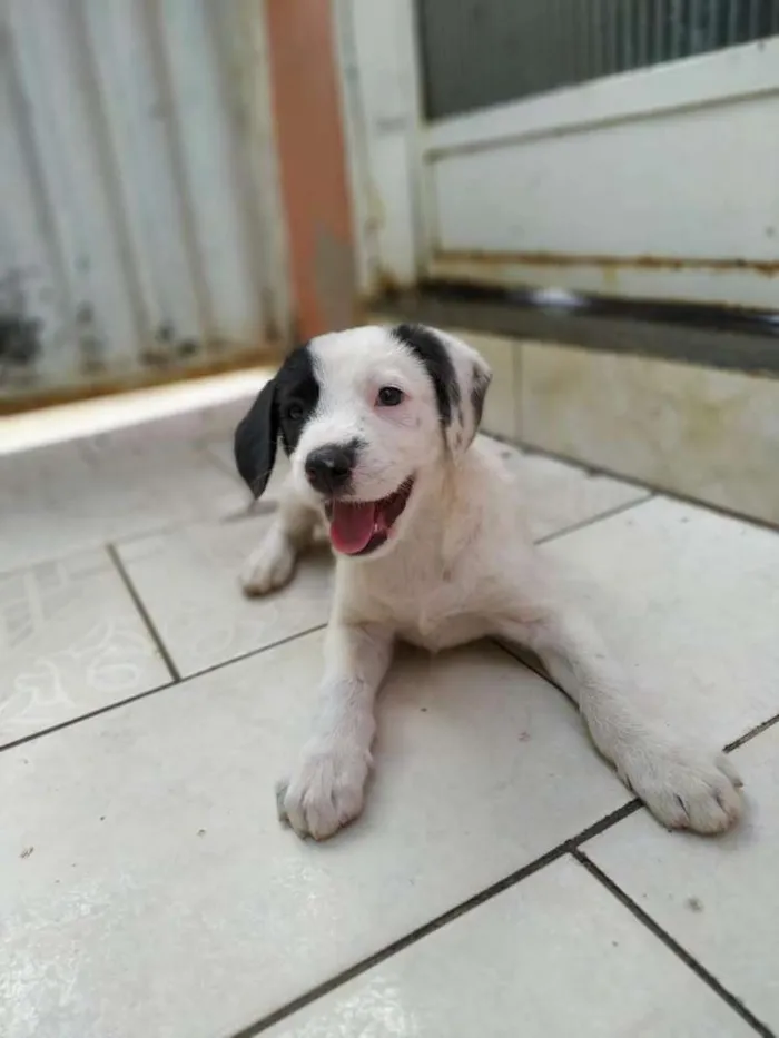 Cachorro ra a SRD idade 2 a 6 meses nome Dogue