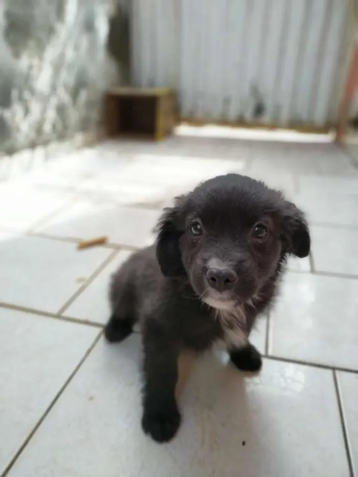 Cachorro ra a SRD idade 2 a 6 meses nome Black