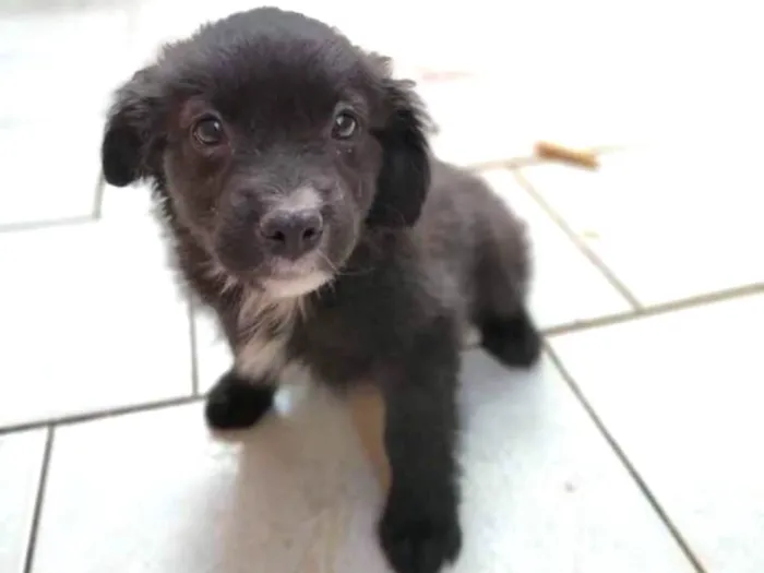 Cachorro ra a SRD idade 2 a 6 meses nome Black
