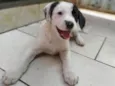 Dogue