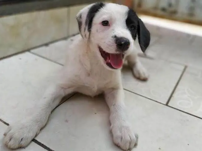 Cachorro ra a SRD idade 2 a 6 meses nome Dogue