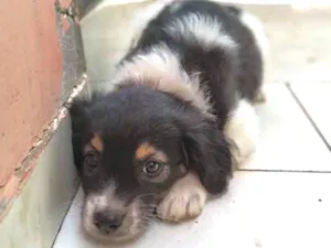 Cachorro raça SRD idade 2 a 6 meses nome Lindão