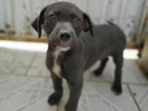 Cachorro raça SRD idade 2 a 6 meses nome Moreno