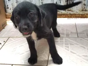 Cachorro raça SRD idade 2 a 6 meses nome Pérola