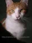Farofa