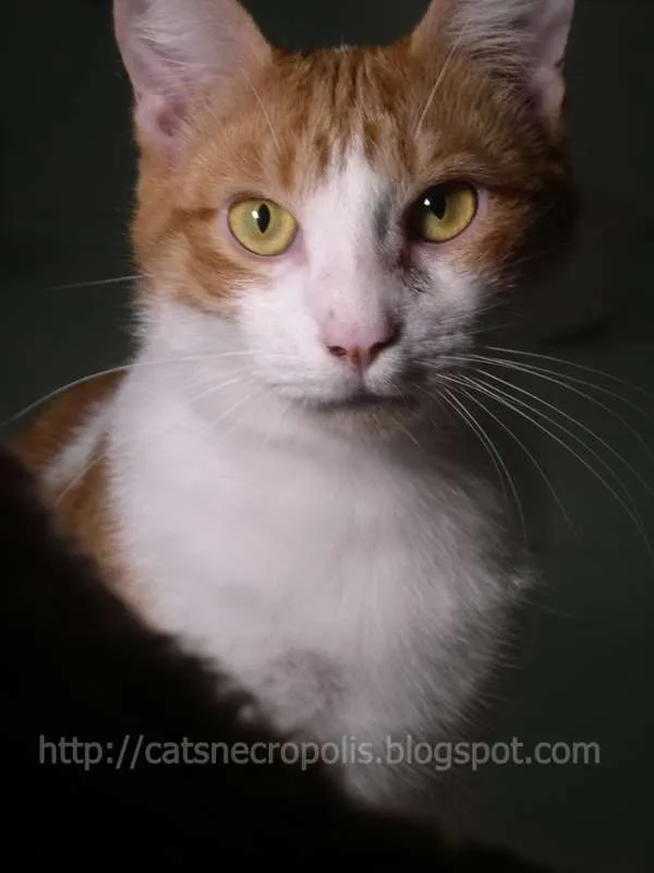 Gato ra a srd idade 1 ano nome Farofa