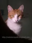 Farofa