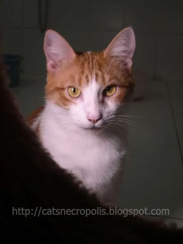 Gato ra a srd idade 1 ano nome Farofa