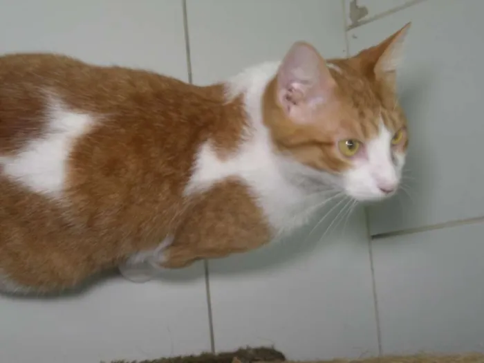 Gato ra a srd idade 1 ano nome Farofa