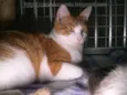 Farofa