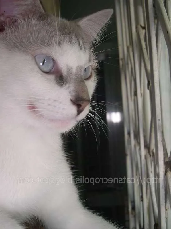 Gato ra a srd idade 1 ano nome Feijão