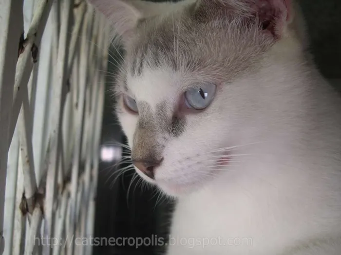 Gato ra a srd idade 1 ano nome Feijão