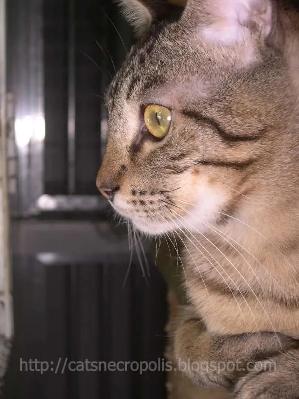 Gato ra a srd idade 1 ano nome Reeses
